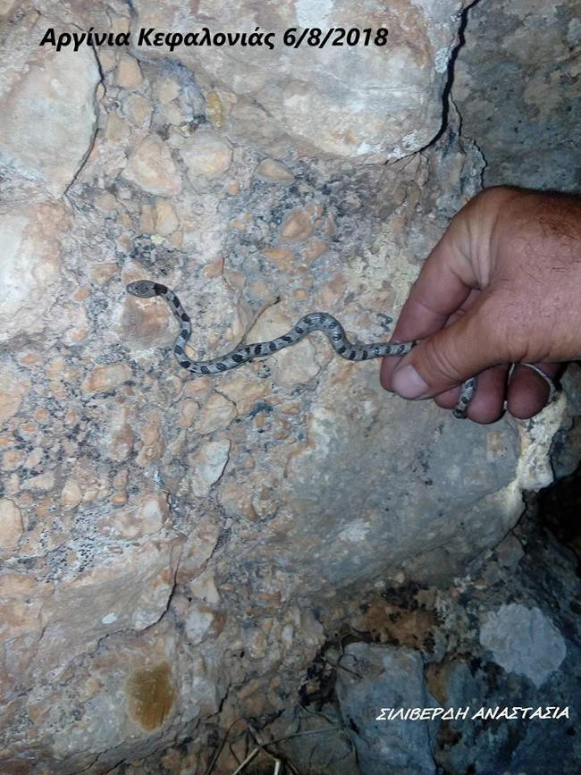 Εμφανίστηκαν τα πρώτα φιδάκια της Παναγίας στην Κεφαλονιά