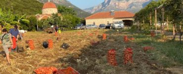 Συγκομιδή από τα κτήματα της Ιεράς Μονής Αγίου Νικολάου Σίντζας