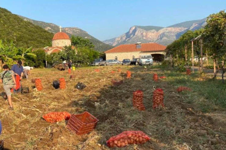 Συγκομιδή από τα κτήματα της Ιεράς Μονής Αγίου Νικολάου Σίντζας